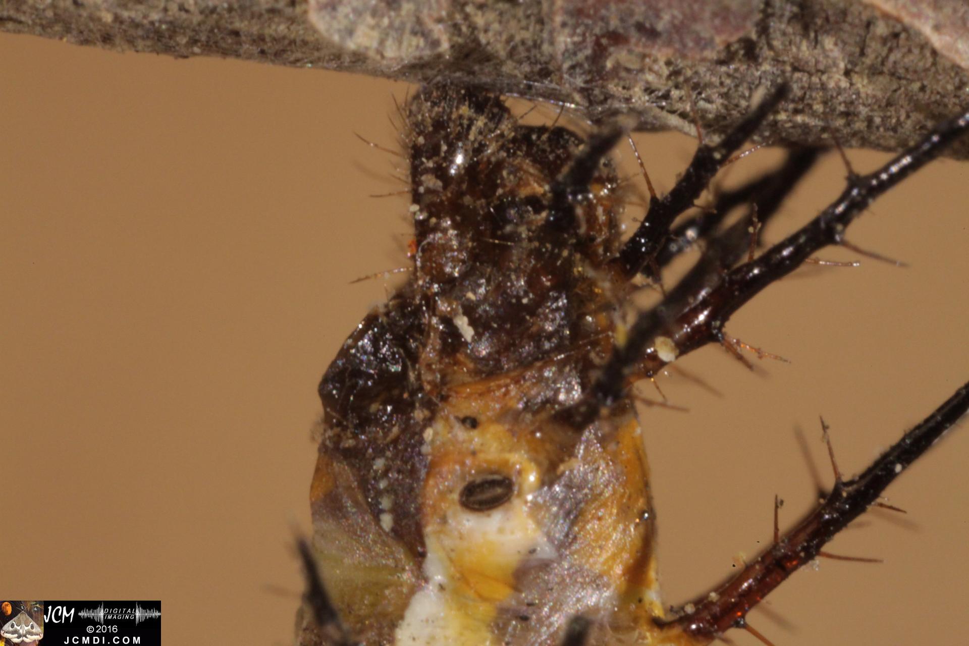 20160909-IMG_1761 5D Gulf Fritillary Butterfly Pupation and Cremaster Hop.jpg